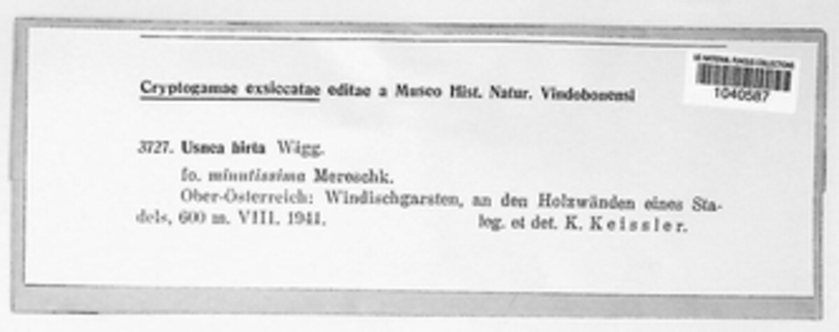 Usnea hirta image